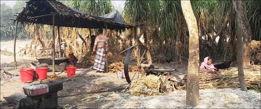 রংপুর চিনিকল বন্ধ : গোবিন্দগঞ্জে আখমাড়াই করে গুড় তৈরী করছেন আখচাষীরা