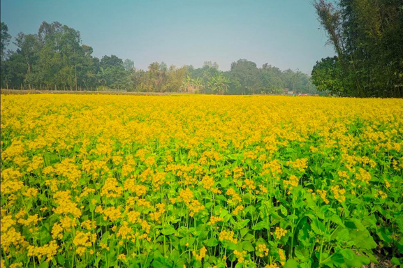 মাঠজুড়ে শোভা ছড়াচ্ছে সরিষা ফুল