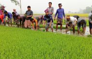 পাঁচবিবির কৃষক ইরি-বোরো চাষে ব্যস্ত সময় পার করছেন