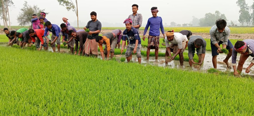 পাঁচবিবির কৃষক ইরি-বোরো চাষে ব্যস্ত সময় পার করছেন