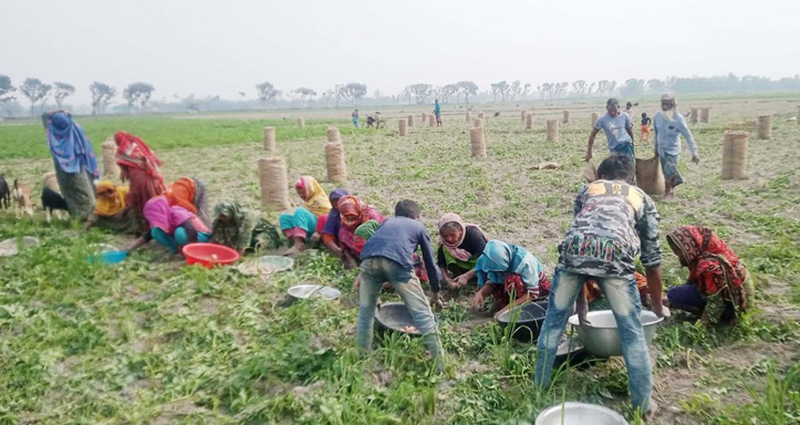 চিরিরবন্দরে আলুর কেজিতে উৎপাদন খরচ ২৫ টাকা, বিক্রি সর্বোচ্চ্য ২২ টাকা