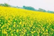 দিগন্ত জোড়া মাঠে সরিষার হলুদ ফুলে রঙিন স্বপ্ন দেখছেন হিলির কৃষকরা