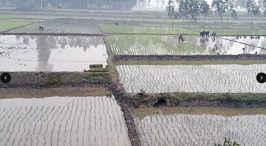 গোবিন্দগঞ্জে বোরো চাষে ব্যস্ত কৃষক : অনুকুল আবহওয়া ভালো ফলনের আশা চাষীদের