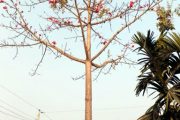 হারিয়ে যাচ্ছে প্রাকৃতিক সৌন্দর্য শিমুল গাছ