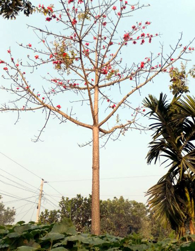 হারিয়ে যাচ্ছে প্রাকৃতিক সৌন্দর্য শিমুল গাছ