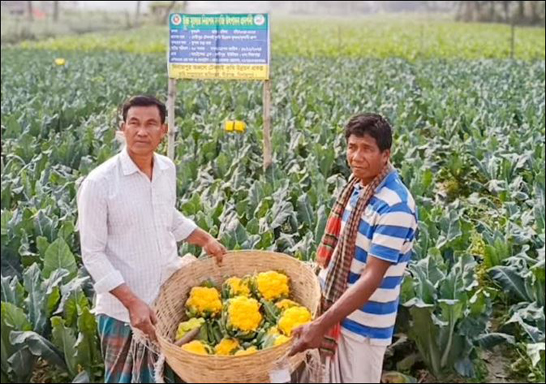বীরগঞ্জে রঙিন ফুলকপি চাষে কৃষকের বাজিমাত