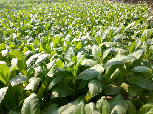 বদরগঞ্জে তামাক চাষে কৃষকের আগ্রহ বেড়েছে