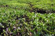 পঞ্চগড়ে দাম কমেছে চা পাতার