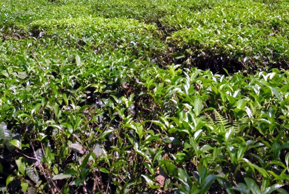 পঞ্চগড়ে দাম কমেছে চা পাতার