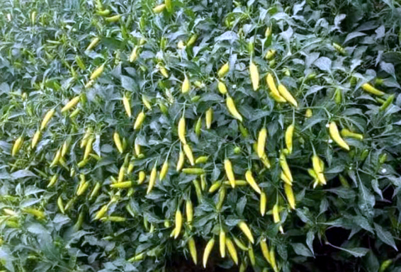 মরিচ চাষে ভাগ্য ফিরেছে আটোয়ারীর চাষিদের