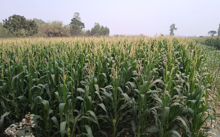 ফুলবাড়ীতে ভুট্টা চাষে ব্যাপক আগ্রহী হয়ে ওঠেছেন কৃষক, ৫০ হাজার ১২৫ মেট্রিক টন ভুট্টা উৎপাদনের আশা