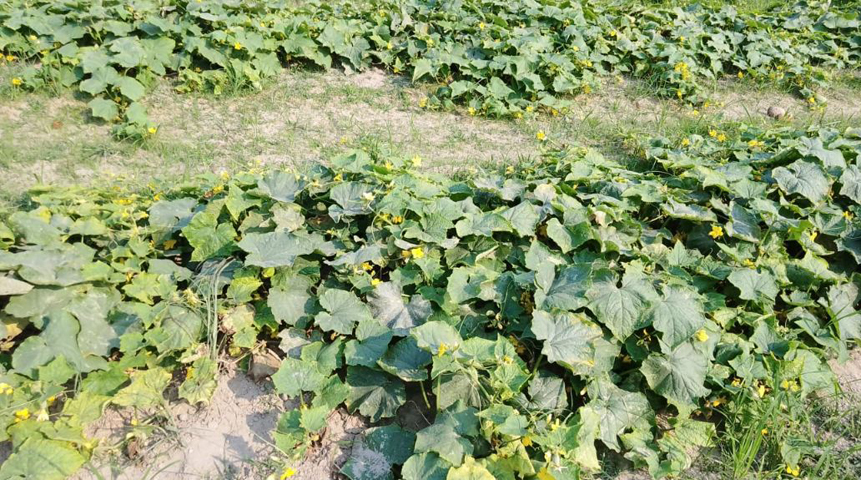 ফুলবাড়ীতে খিরা ও শসার দাম পড়ে যাওয়ায় লোকসানে কৃষক