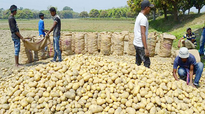 রংপুর অঞ্চলে আলু নিয়ে চাপা কান্নায় কৃষক