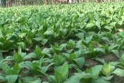সুযোগ সুবিধা ও নিশ্চিত আর্থিক লাভের আশায় গোবিন্দগঞ্জের প্রতি বছর বাড়ছে তামাক চাষ
