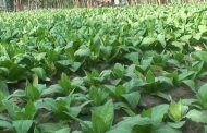 সুযোগ সুবিধা ও নিশ্চিত আর্থিক লাভের আশায় গোবিন্দগঞ্জের প্রতি বছর বাড়ছে তামাক চাষ