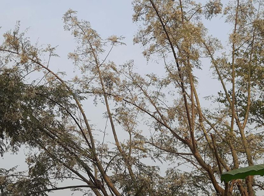 চিরিরবন্দরে বর্ণিল সাজে সজ্জিত সজিনা ফুল