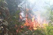 বীরগঞ্জে সিংড়া জাতীয় উদ্যানে আগুন