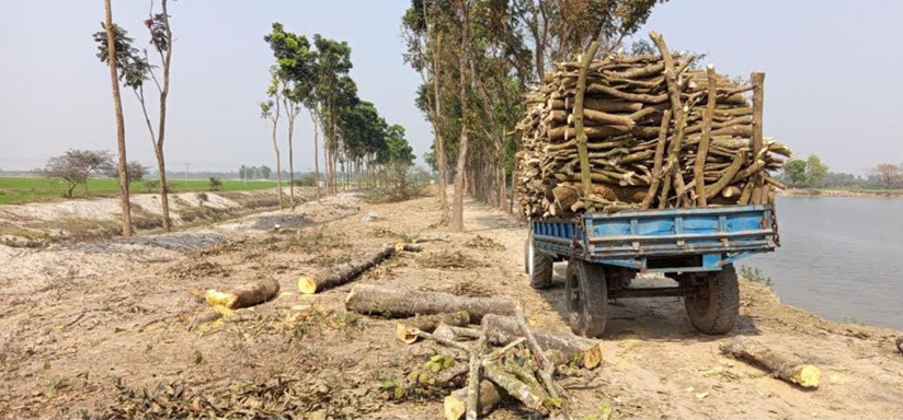 বিরলের কড়াই বিল পাড়ের গাছ কাটা নিয়ে থানায় মামলা\ কর্তনকৃত গাছ জব্দ