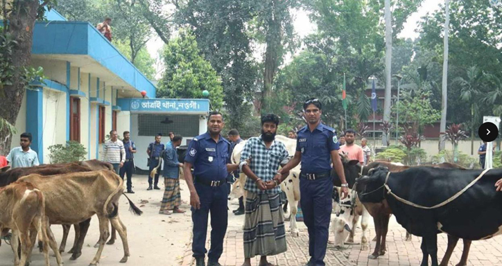 বগুড়ায় বিএনপিনেতার গোয়াল ঘর থেকে ১৩টি চোরাই গরু উদ্ধার
