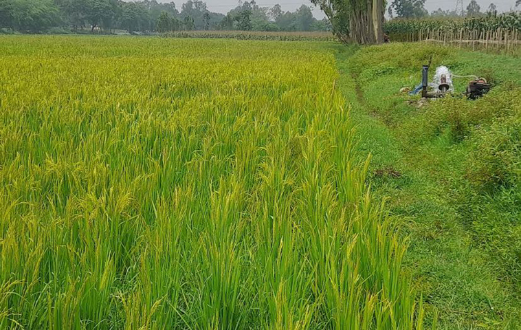 চিরিরবন্দরে খরস্রোতা ইছামতির বুকজুড়ে বোরো চাষ