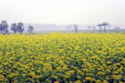 পঞ্চগড়ে সরিষার  ফলন ভালো: বেশি দামের আশায় চাষী