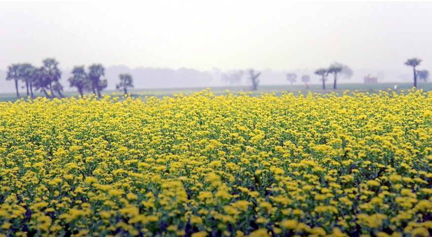 পঞ্চগড়ে সরিষার  ফলন ভালো: বেশি দামের আশায় চাষী