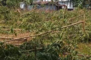 গোবিন্দগঞ্জে ৩৩ শতক জমির ৫০৭টি আকাশমণি গাছ কেটে ফেলেছে পতিপক্ষ।