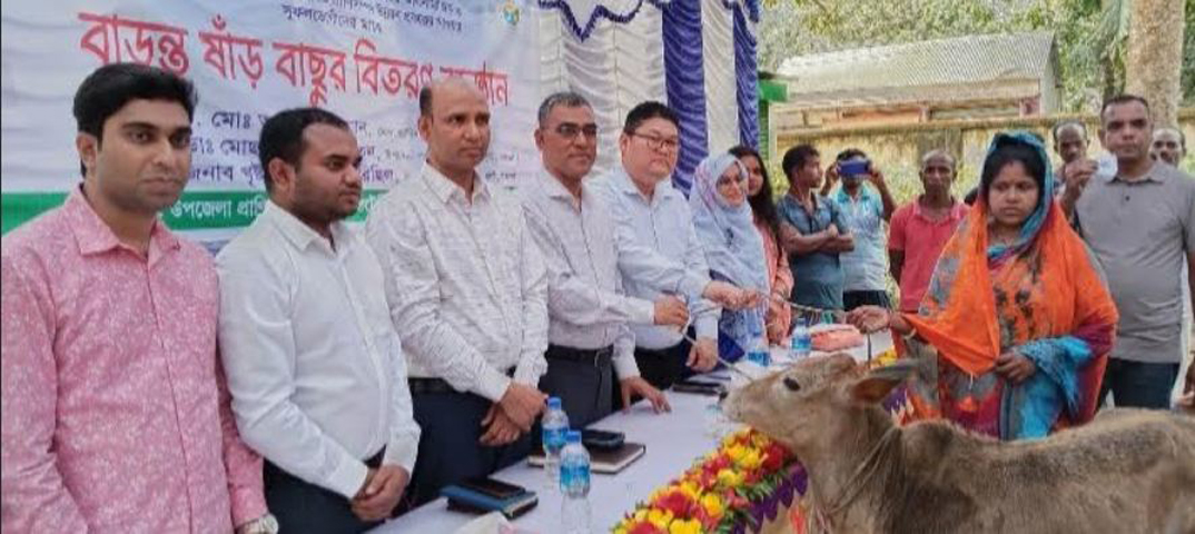 ধুনটে ক্ষুদ্র-নৃগোষ্ঠিদের মাঝে বাড়ন্ত ষাঁড় বাছুর বিতরণ