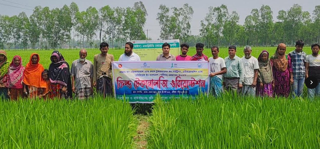 বিরলে কৃষকের মাঠে এডাবিøউডি প্রযুক্তির আওতায় প্রায় ৪০০ হেক্টর জমিতে চাষাবাদ হচ্ছে