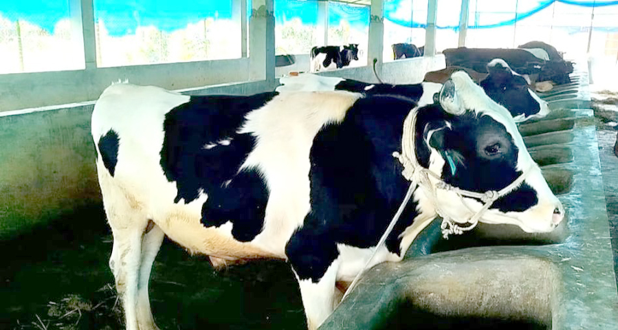 আটোয়ারী পঞ্চগড়ে চাহিদার চেয়ে দেড়গুণ বেশি পশু প্রস্তুত রয়েছে