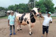 হাটে নেয়া সমস্যা, তাই বাড়িতেই বিক্রি করতে চান বগুড়ার বাহাদুরকে, দাম ১০ লাখ টাকা