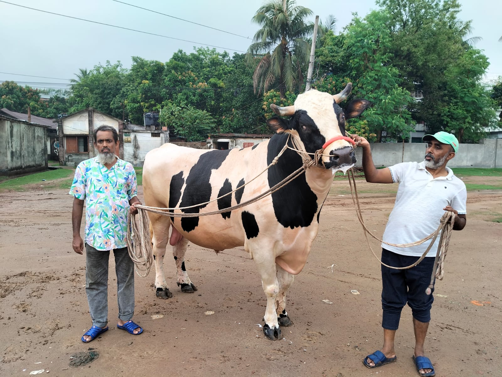 হাটে নেয়া সমস্যা, তাই বাড়িতেই বিক্রি করতে চান বগুড়ার বাহাদুরকে, দাম ১০ লাখ টাকা