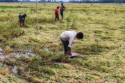 ফুলবাড়ীতে তিনদিনের ঝড়োবৃষ্টিতে পাকা ও আধাপাকা বোরো ধানের ব্যাপক ক্ষতি   