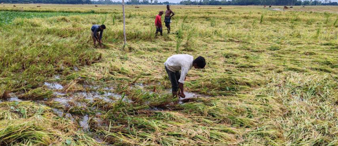 ফুলবাড়ীতে তিনদিনের ঝড়োবৃষ্টিতে পাকা ও আধাপাকা বোরো ধানের ব্যাপক ক্ষতি   