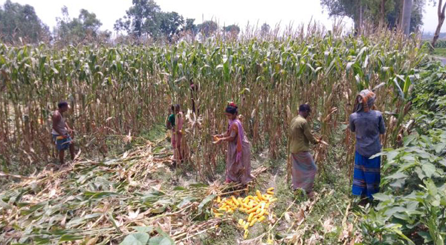 ফুলবাড়ীতে ভুট্টা কাটার ধুম, মাঠজুড়ে উৎসবের আমেজ
