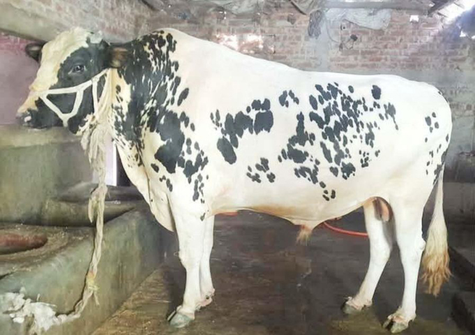দিনাজপুরের চিরিরবন্দরে ৪০ মণের 'সম্রাট'