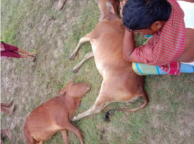 মনপুরায় বজ্রপাতে একই কৃষকের দু'টি গরুর মৃত্যু
