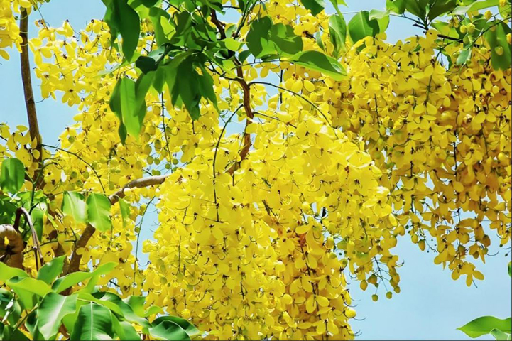 বীরগঞ্জে পথচারীদের ক্লান্তি ভুলিয়ে দেয় সোনালু ফুল