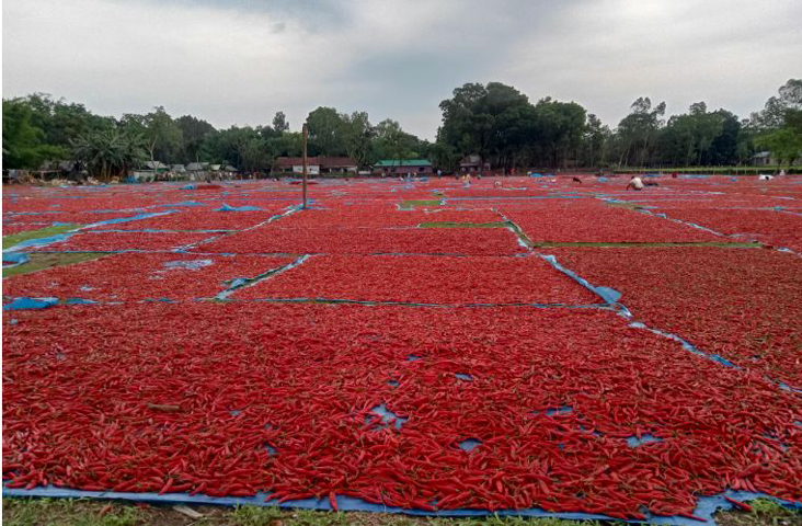 পঞ্চগড়ে এবার মরিচের আবাদ লক্ষ্যমাত্রার চেয়ে বেশি