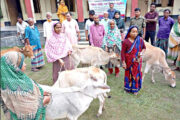 বিরলে তৃণমূল পর্যায়ের নারীদের ক্ষমতায়ন বৃদ্ধির লক্ষ্যে বিনামূল্যে বকনা গরু বিতরণ