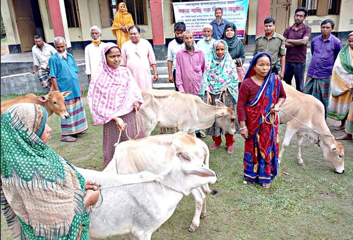 বিরলে তৃণমূল পর্যায়ের নারীদের ক্ষমতায়ন বৃদ্ধির লক্ষ্যে বিনামূল্যে বকনা গরু বিতরণ