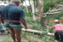 শাজাহানপুরে বিএনপি নেতার নামে গাছ চুরির মামলা