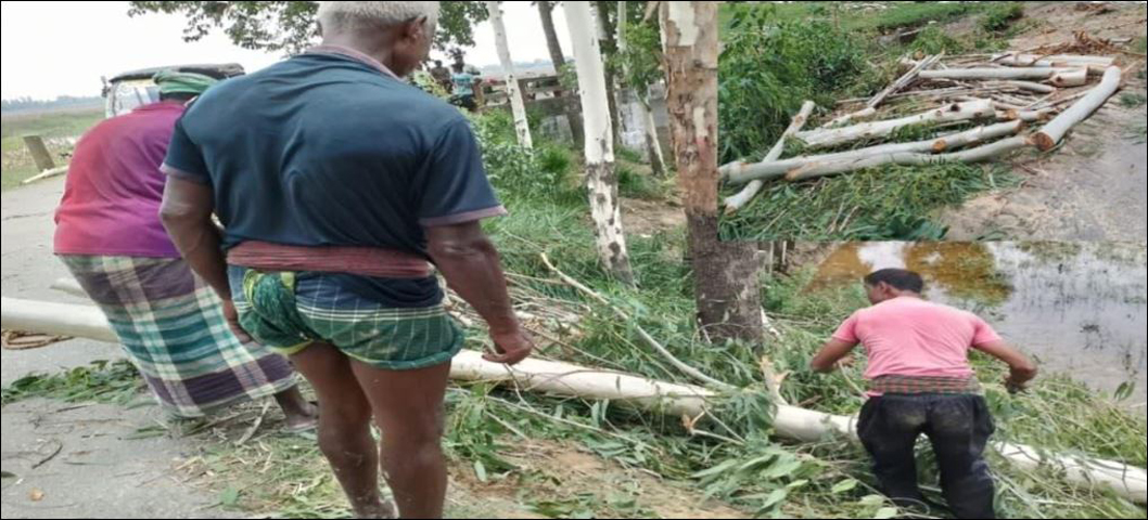 শাজাহানপুরে বিএনপি নেতার নামে গাছ চুরির মামলা