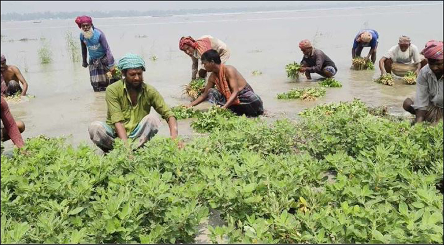 সিরাজগঞ্জে হঠাৎ যমুনার পানি বৃদ্ধি, তলিয়ে গেছে দুই শতাধিক হেক্টরের বাদাম ক্ষেত