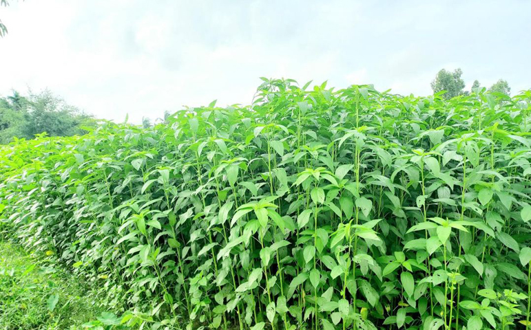 মিঠাপুকুরে সোনালী আঁশ পাটের বাম্পার ফলন হওয়ার সম্ভাবনা