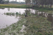 বৃষ্টি যেন বোরো ধানচাষীদের কান্না হয়ে ঝরছে