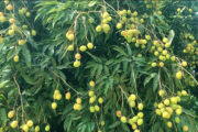 লিচু চাষে আশাবাদী বীরগঞ্জের বাগান মালিকরা