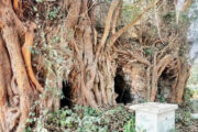 পাকুড়ের শিকড় জড়ানো মসজিদ