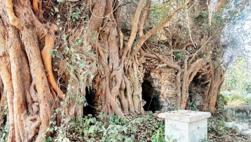 পাকুড়ের শিকড় জড়ানো মসজিদ