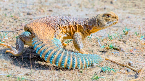 কি এই সান্ডা? কেনো এতো হইচই!